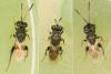 Haltichella rufipes